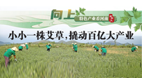 【行業(yè)資訊】向上，特色產(chǎn)業(yè)看河南：南陽(yáng)艾區(qū)域品牌正在叫響！